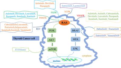 Thyroid Cancer and COVID-19: Prospects for Therapeutic Approaches and Drug Development